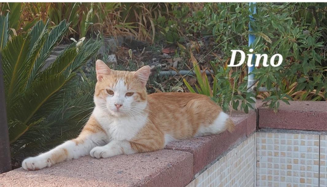 Apartamento Sa Domu 'E Pisittu Iglesias Exterior foto